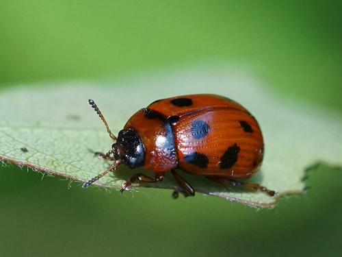 Gonioctena decemnotata